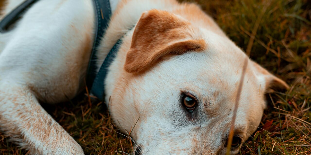 Monday Motoring Roundup: Bridge Repairs, Pothole Pressure and a Stronger Van Network