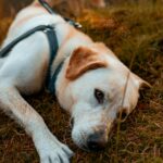 Monday Motoring Roundup: Bridge Repairs, Pothole Pressure and a Stronger Van Network