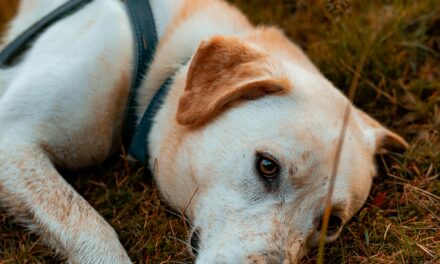 Tuesday Motoring Brief: Truck ZEV Pressure, Peugeot’s Hybrid Reset and a New Urban Delivery EV