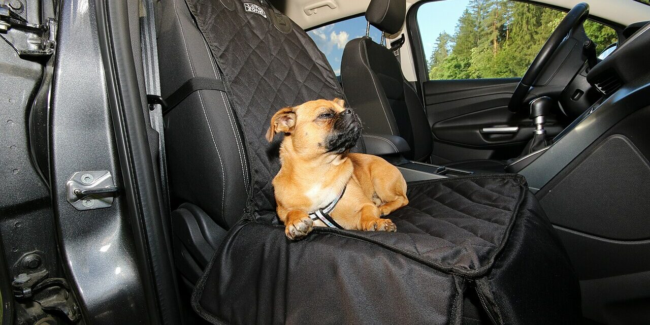 Travelling with a dog in the car: how to choose a restraint that works