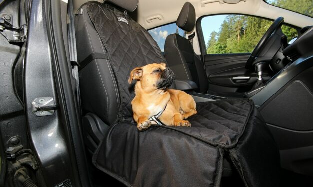 Travelling with a dog in the car: how to choose a restraint that works